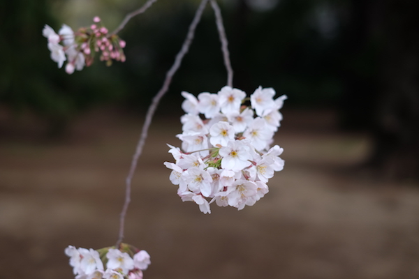 Un ramillete de flores de sakura