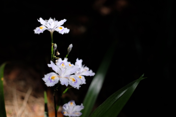 Una flor iluminada por un rayo de luz