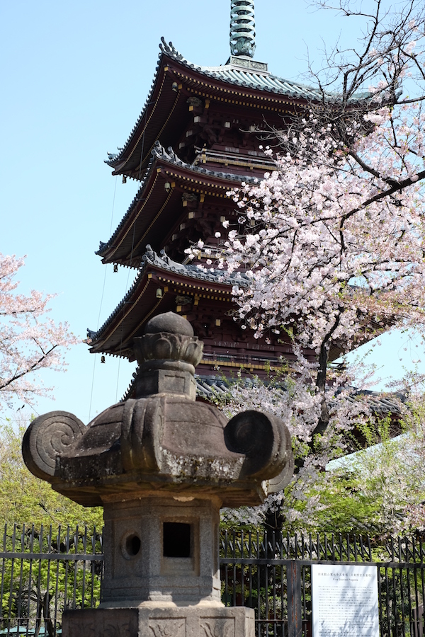 Lámpara de piedra, sakura y pagoda en el parque de Ueno