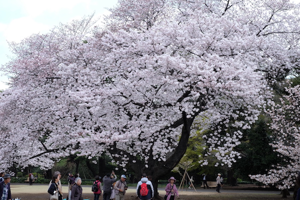 Un grupo de árboles sakura