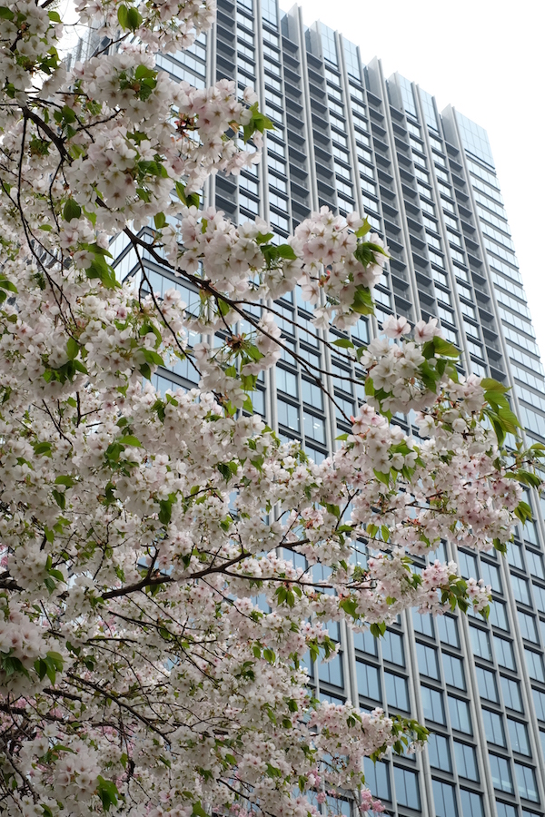Sakura con un rascacielos de fondo