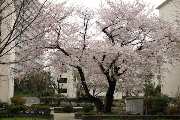 Sakura en el parque Toyama