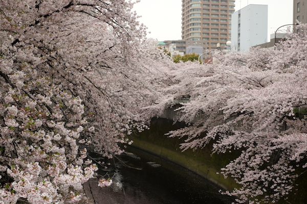 Árboles de sakura sobre el rio Kanda en Shinjuku