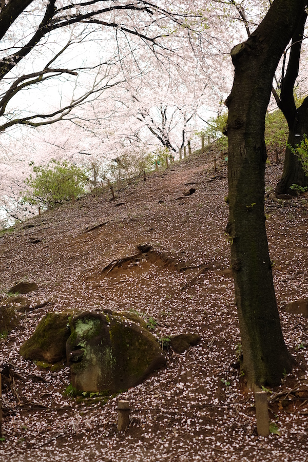 Pétalos de sakura cubriendo la colina