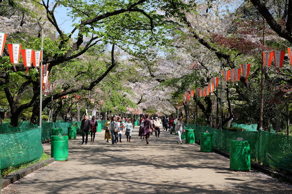 Paseo cubierto de Sakura en el parque de Ueno