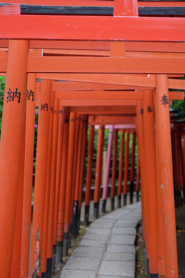 Un camino bajo los torii en el santuario sintoísta Nezu-jinja