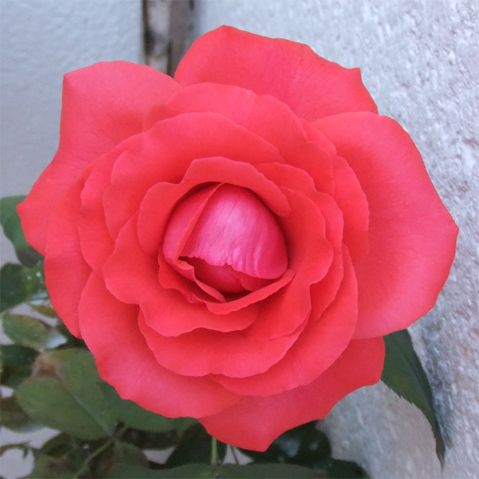 Una rosa